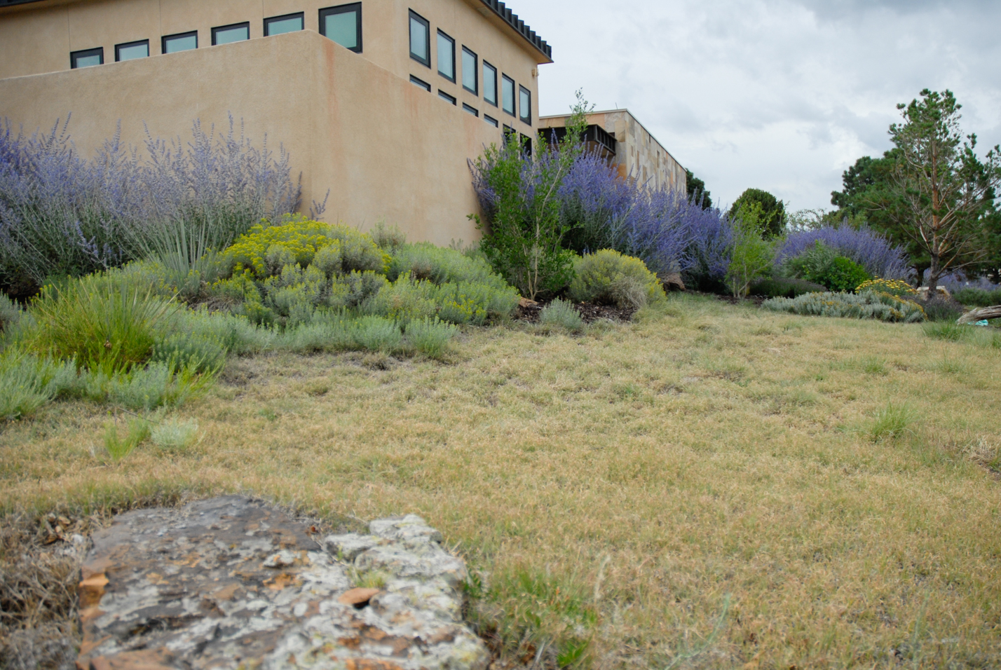 Buffalograss Front Yard